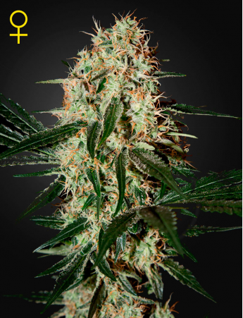 Green House Seeds - Arjan's Haze #3 Feminised Cannabis Seeds