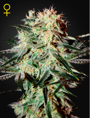 Green House Seeds - Arjan's Strawberry Haze Feminised Cannabis Seeds