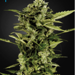 green-house-seeds-auto-bomb-feminised-cannabis-seeds.png