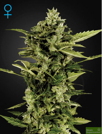 Green House Seeds - Auto Bomb Feminised Autoflowering Cannabis Seeds