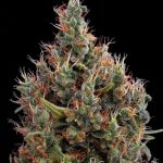 Green House Seeds - Big Bang Auto Feminised Autoflowering Cannabis Seeds