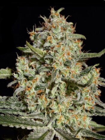Green House Seeds - Big Bang Feminised Cannabis Seeds