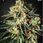 green-house-seeds-cheese-feminised-cannabis-seeds.png