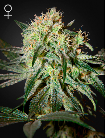 Green House Seeds - Damn Sour aka Dam Sour Feminised Cannabis Seeds