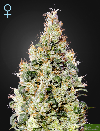 Green House Seeds - Auto Exodus Cheese CBD Feminised Autoflowering Cannabis Seeds