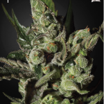 green-house-seeds-exodus-cheese-feminised-cannabis-seeds.png