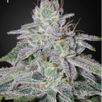 Green House Seeds - Franco's Lemon Cheese Feminised Cannabis Seeds