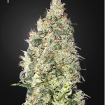 green-house-seeds-great-white-shark-cbd-feminised-cannabis-seeds.png