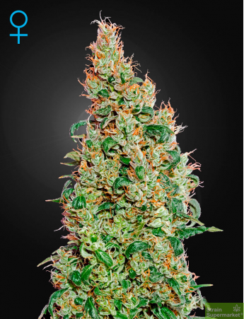 Green House Seeds - Green-o-matic Autoflowering Feminised Cannabis Seeds