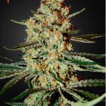 Green House Seeds - Himalayan Gold aka Himalaya Gold Feminised Cannabis Seeds