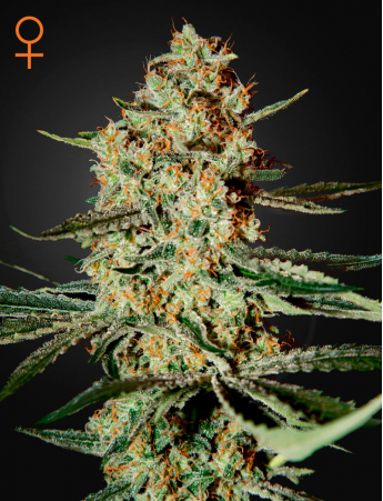 Green House Seeds - Himalayan Gold aka Himalaya Gold Feminised Cannabis Seeds