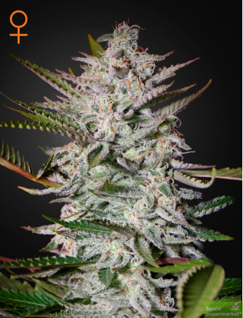 Green House Seeds - Holy Punch Feminised Cannabis Seeds