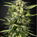 Green House Seeds - Auto Jack Herer Feminised Autoflowering Cannabis Seeds