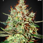 green-house-seeds-k-train-feminised-cannabis-seeds.png