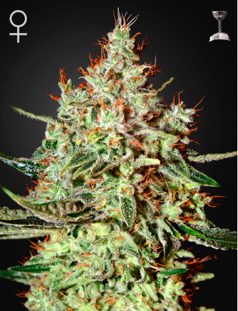 Green House Seeds - K Train aka K-Train Feminised Cannabis Seeds