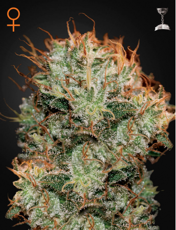 Green House Seeds - Kaia Kush Feminised Cannabis Seeds