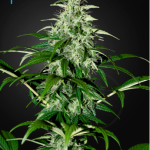 Green House Seeds - Auto Kalashnikova Feminised Autoflowering Cannabis Seeds