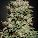 Green House Seeds - Kalashnikova Feminised Cannabis Seeds