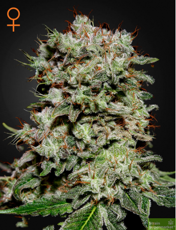 Green House Seeds - Kalashnikova Feminised Cannabis Seeds