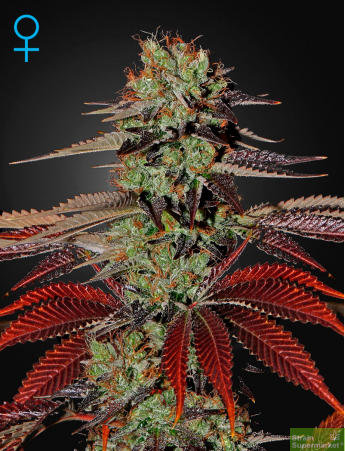 Green House Seeds - Auto Kings Kush Feminised Autoflowering Cannabis Seeds