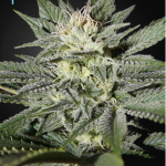 green-house-seeds-kings-kush-cbd-feminised-cannabis-seeds.png