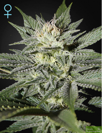 Green House Seeds - Kings Kush CBD Feminised Cannabis Seeds