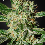 green-house-seeds-ladyburn-1974-feminised-cannabis-seeds.png
