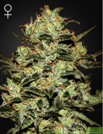 Green House Seeds - Moby Dick Feminised Cannabis Seeds
