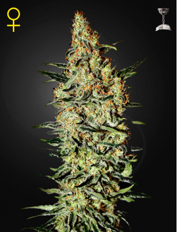 Green House Seeds - Neville's Haze Feminised Cannabis Seeds