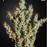 green-house-seeds-northern-lights-5-haze-mist-feminised-cannabis-seeds.png