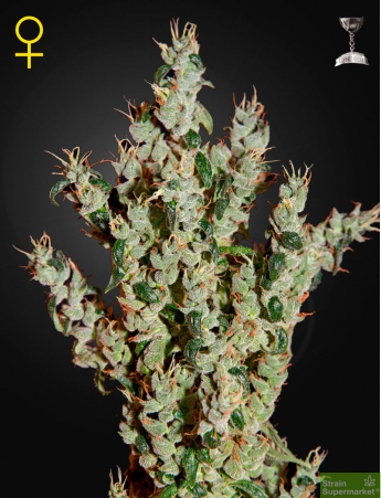 Green House Seeds - Northern Lights #5 Haze Mist Feminised Cannabis Seeds