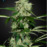 green-house-seeds-northern-lights-auto-feminised-autoflowering-cannabis-seeds.png