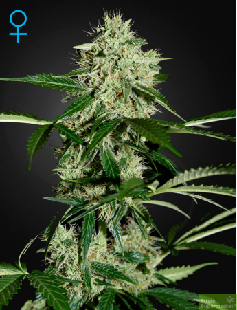Green House Seeds - Auto Northern Lights Feminised Autoflowering Cannabis Seeds