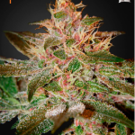 Green House Seeds - Pure Kush Feminised Cannabis Seeds