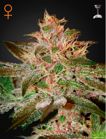 Green House Seeds - Pure Kush Feminised Cannabis Seeds