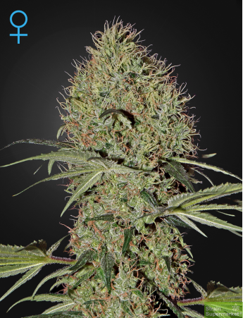 Green House Seeds - Auto Super Bud Feminised Autoflowering Cannabis Seeds
