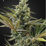Green House Seeds - Auto Super Lemon Haze CBD Feminised Autoflowering Cannabis Seeds