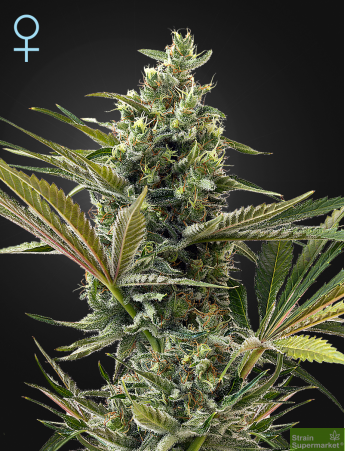Green House Seeds - Auto Super Lemon Haze CBD Feminised Autoflowering Cannabis Seeds
