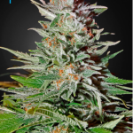 Green House Seeds - Auto Super Lemon Haze Feminised Autoflowering Cannabis Seeds