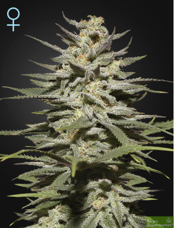 Green House Seeds - Super Lemon Haze CBD Feminised Cannabis Seeds