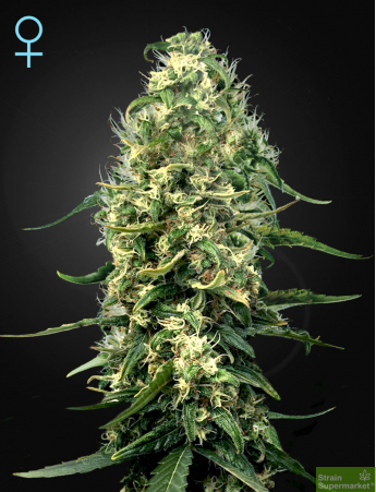 Green House Seeds - Super Silver Haze CBD Feminised Cannabis Seeds