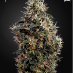 Green House Seeds - Auto Sweet Mango Feminised Autoflowering Cannabis Seeds