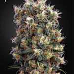 Green House Seeds - The Church Feminised Cannabis Seeds