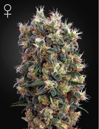 Green House Seeds - The Church Feminised Cannabis Seeds