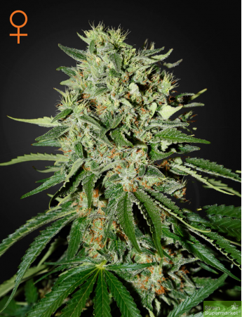 Green House Seeds - The Doctor Feminised Cannabis Seeds