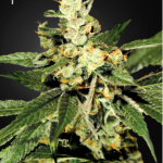 Green House Seeds - Trainwreck aka Train Wreck Feminised Cannabis Seeds