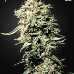 Green House Seeds - White Rhino Feminised Cannabis Seeds