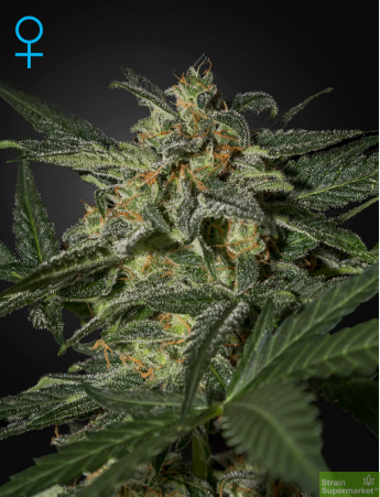 Green House Seeds - Auto White Widow Feminised Autoflowering Cannabis Seeds
