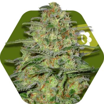 Zambeza Green Monster Auto (FEM)