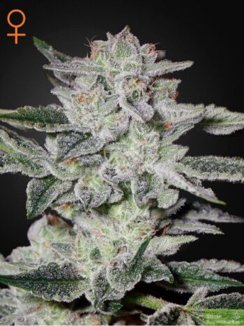 Green House Seeds - Sweet Valley Kush Feminised Cannabis Seeds